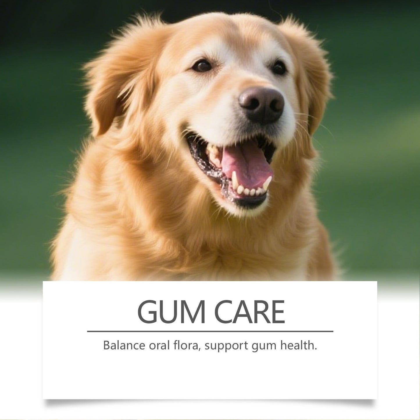 Pet Teeth Cleaning Powder for Cats and Dogs - Pawfectly Yours